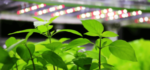 LED-grow-light-for-vertical-farm-planting