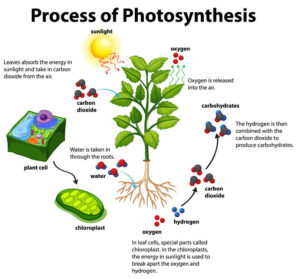 process-of-photosynthesis-1