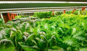 LED-grow-lights-growing-vegetable