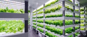 The-role-of-plant-lights-in-vertical-farming