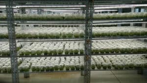 led-grow-light-for-seeding