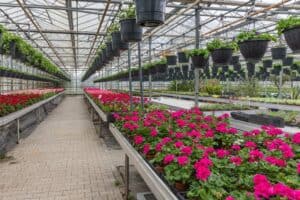 Application-of-LED-Grow-Lights-in-Flower-Planting