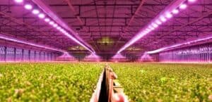 The-development-status-and-trend-of-LED-plant-lighting-industry