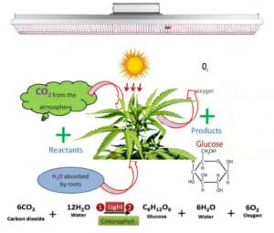 What-is-the-principle-of-grow-light-1