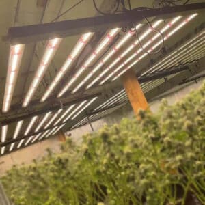 Do-plant-fill-lights-work