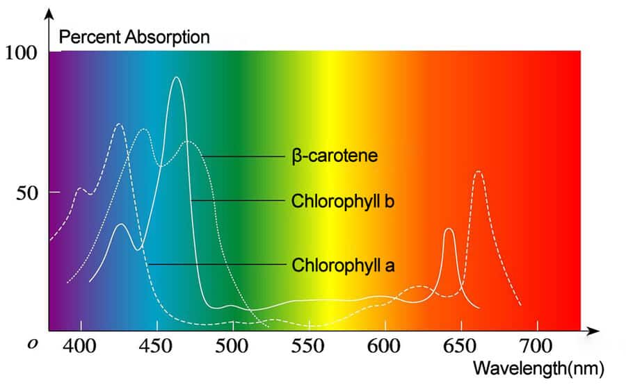 LED Grow Lights – How to Judge the Right Spectrum