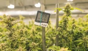 What-temperature-in-a-room-is-best-for-grow-lights