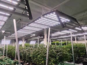 Can-a-Grow-Room-Have-Too-Much-Light