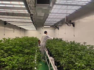 Is-it-safe-to-be-in-the-same-room-as-grow-lights