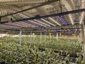 Does-using-grow-lights-raise-your-electricity-costs